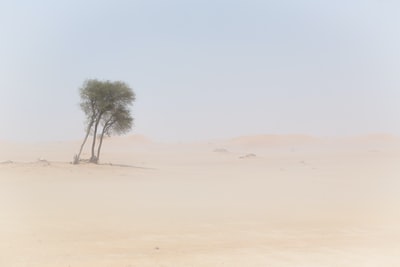 白天沙漠上的树木照片